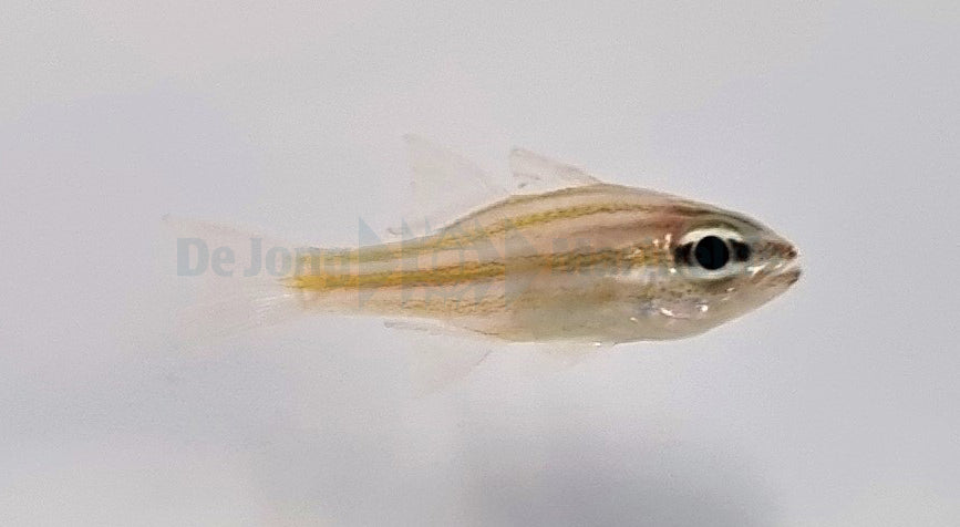 Ostorhinchus cyanosoma