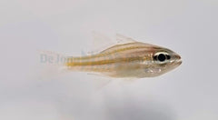 Ostorhinchus cyanosoma