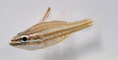 Ostorhinchus margaritophorus