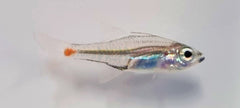 Ostorhinchus parvulus