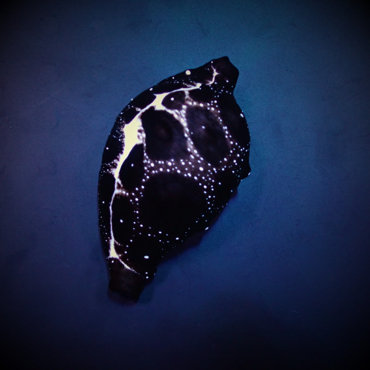 Ovula ovum
