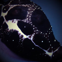 Ovula ovum