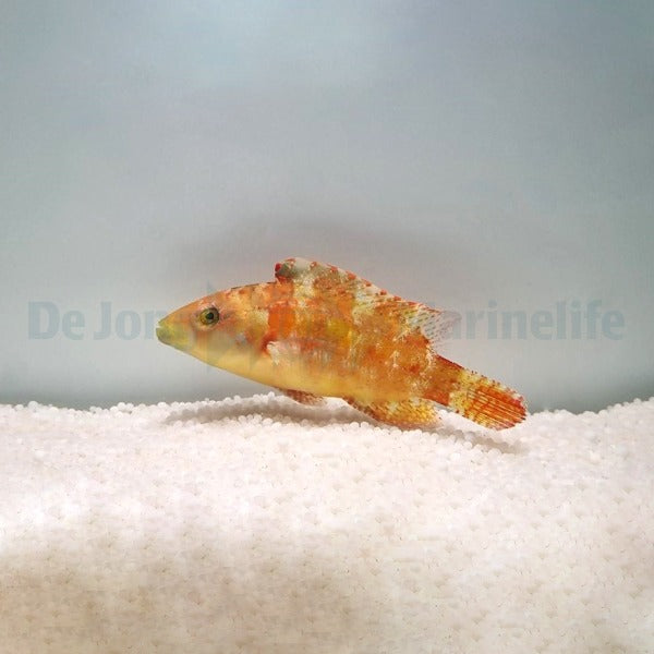 Oxycheilinus bimaculatus