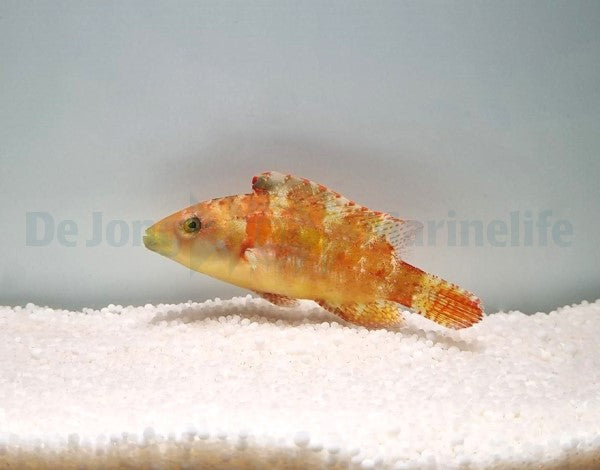 Oxycheilinus bimaculatus