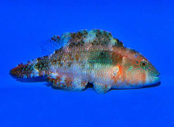Oxycheilinus bimaculatus