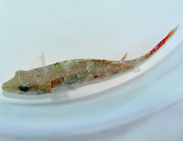 Oxycheilinus bimaculatus