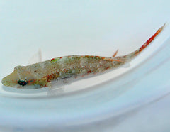 Oxycheilinus bimaculatus