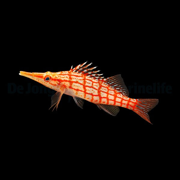 Oxycirrhites typus