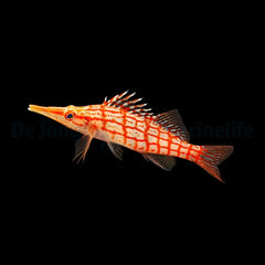Oxycirrhites typus