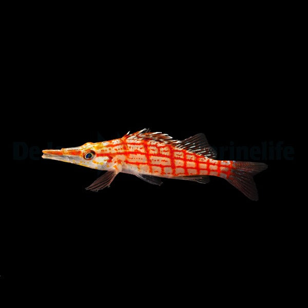 Oxycirrhites typus