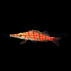 Oxycirrhites typus