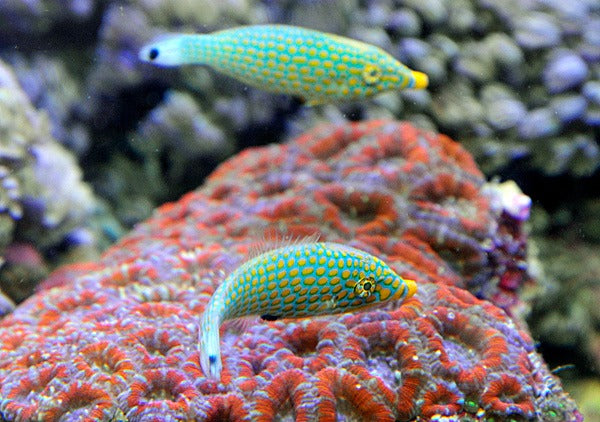Oxymonacanthus halli (Red Sea)