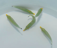 Oxymonacanthus halli (Red Sea)