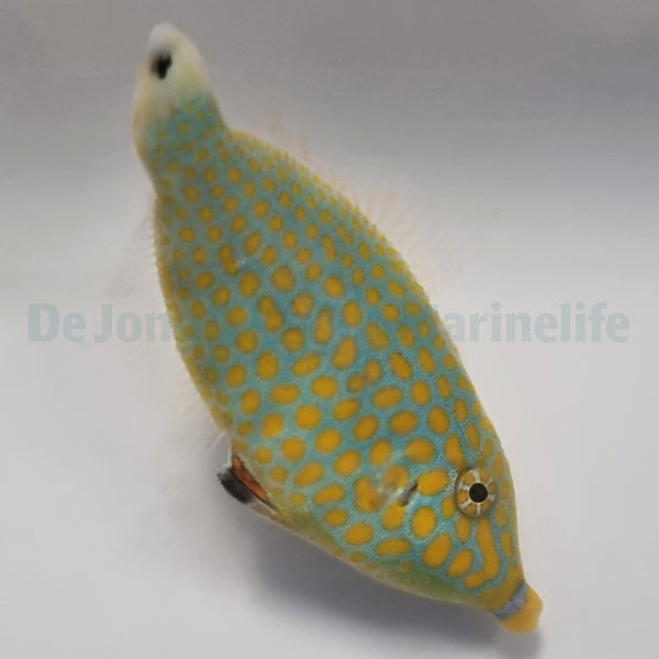 Oxymonacanthus halli (Red Sea)