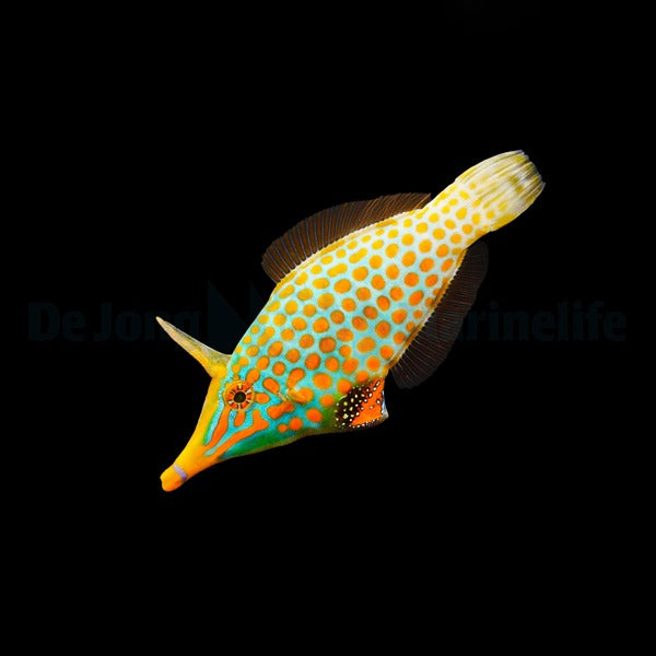 Oxymonacanthus longirostris