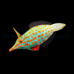 Oxymonacanthus longirostris