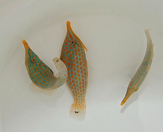 Oxymonacanthus longirostris