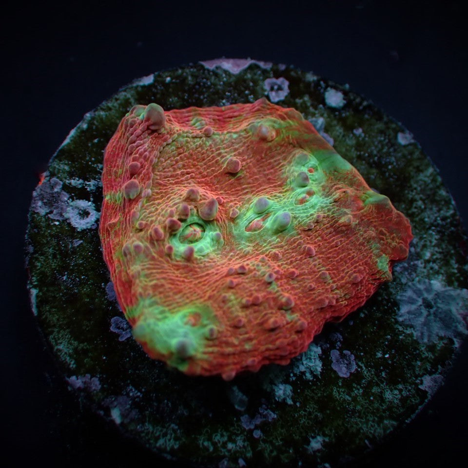 Oxypora spp. (Premium) (frag)