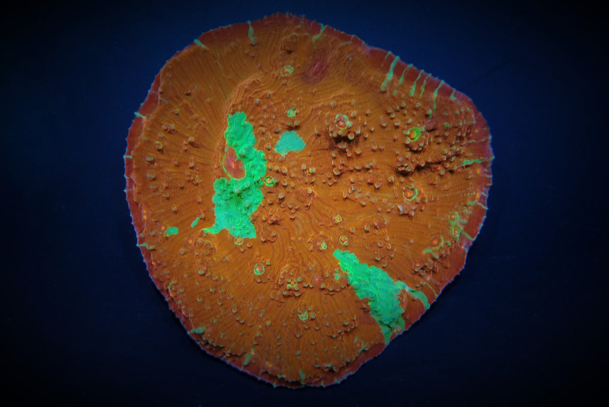 Oxypora spp. (Premium)