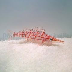 Oxycirrhites typus