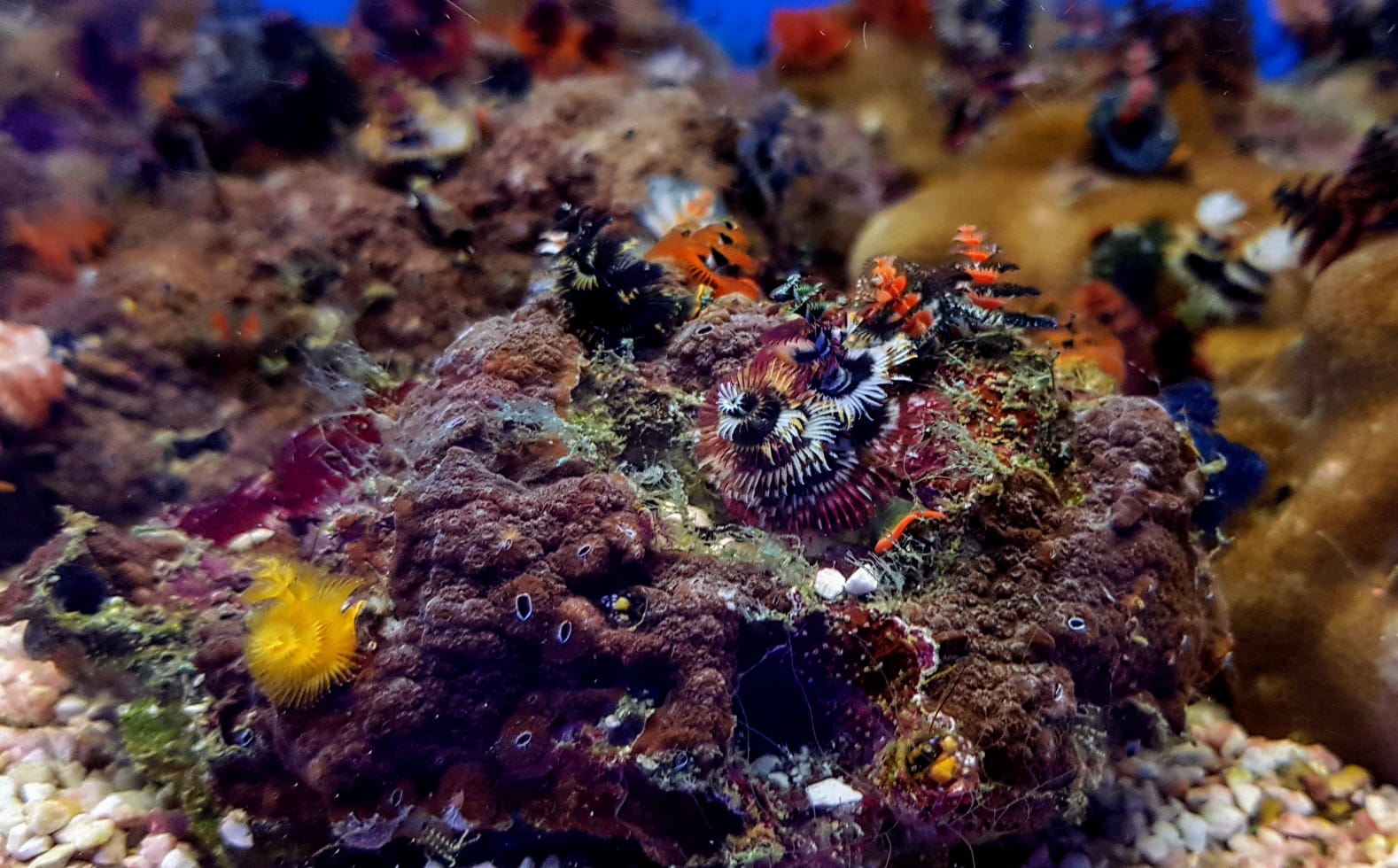 Spirobranchus spp. (+Rock) (Australia)