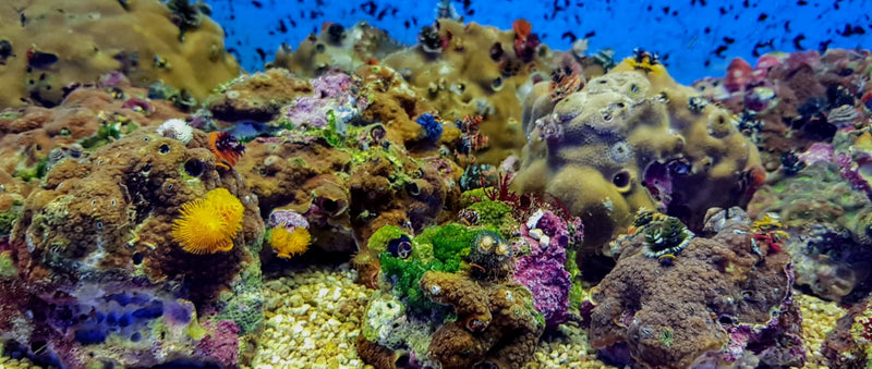 Porites bisperma (Australia)