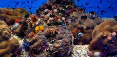 Porites bisperma (Australia)