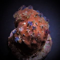 Porites bisperma