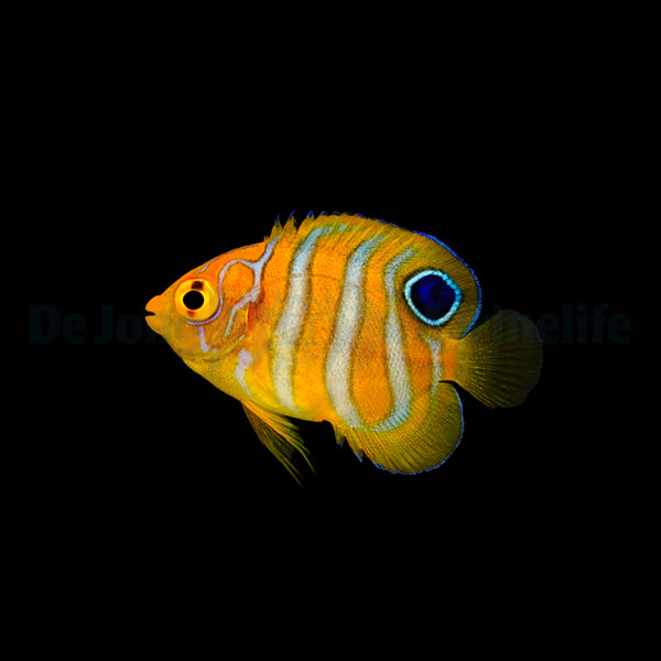 Pygoplites diacanthus - T.B.