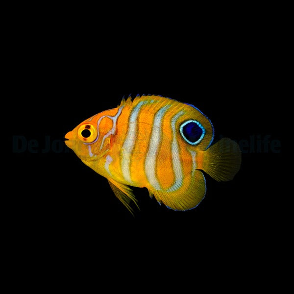 Pygoplites diacanthus - T.B.