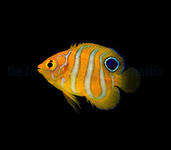 Pygoplites diacanthus - T.B.