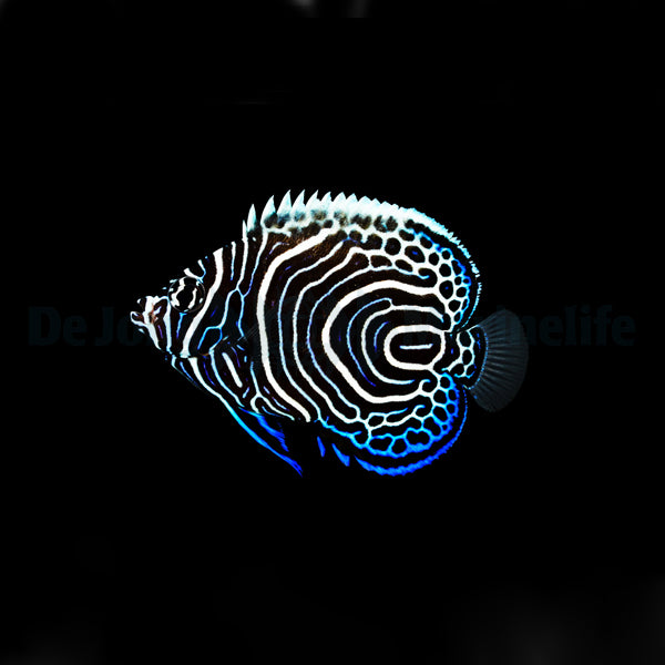 Pomacanthus imperator - T.B.