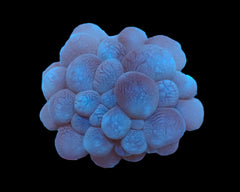 Plerogyra sinuosa (frag)