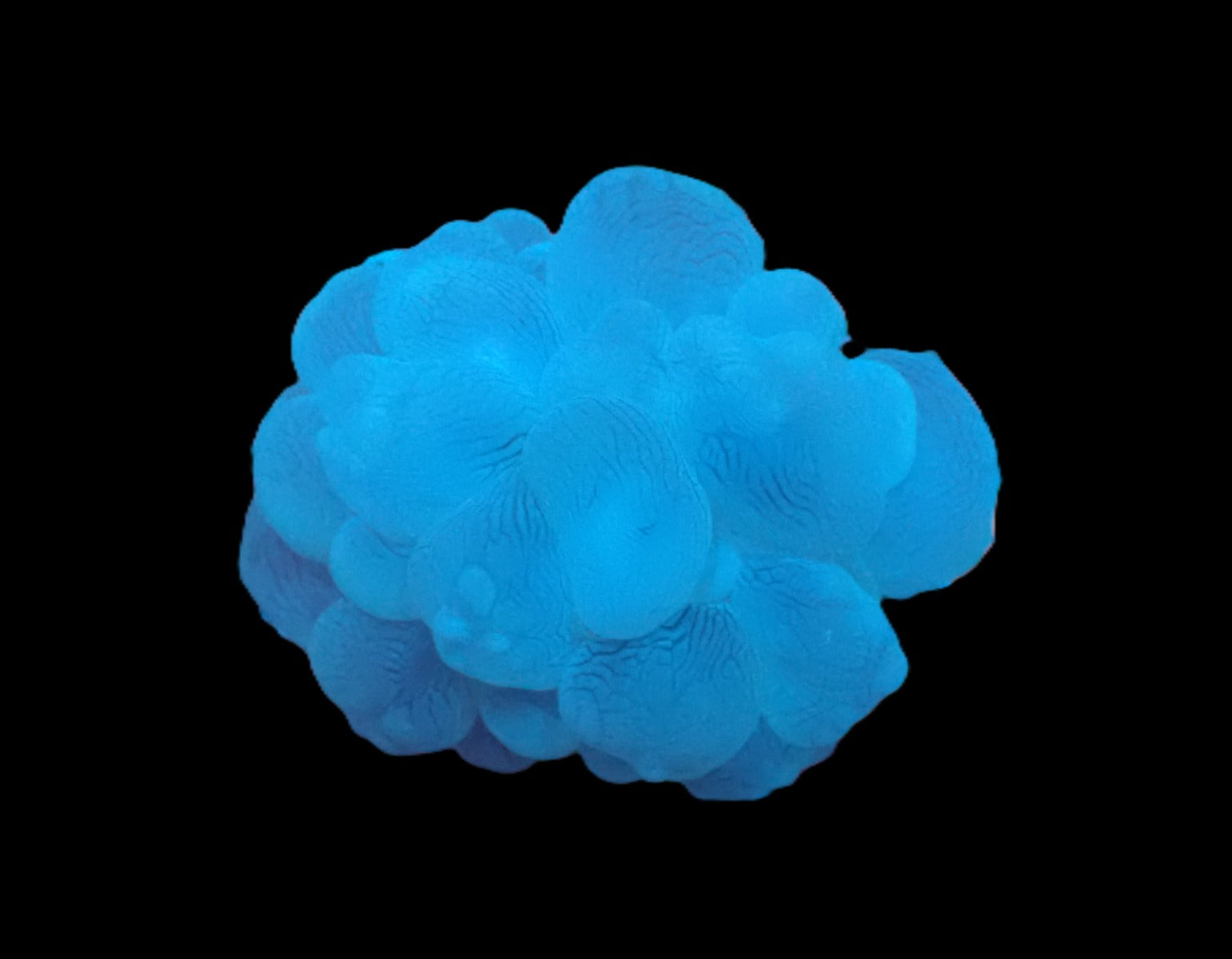 Plerogyra sinuosa (frag)