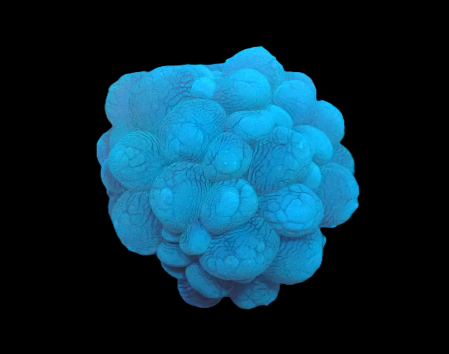 Plerogyra sinuosa (frag)