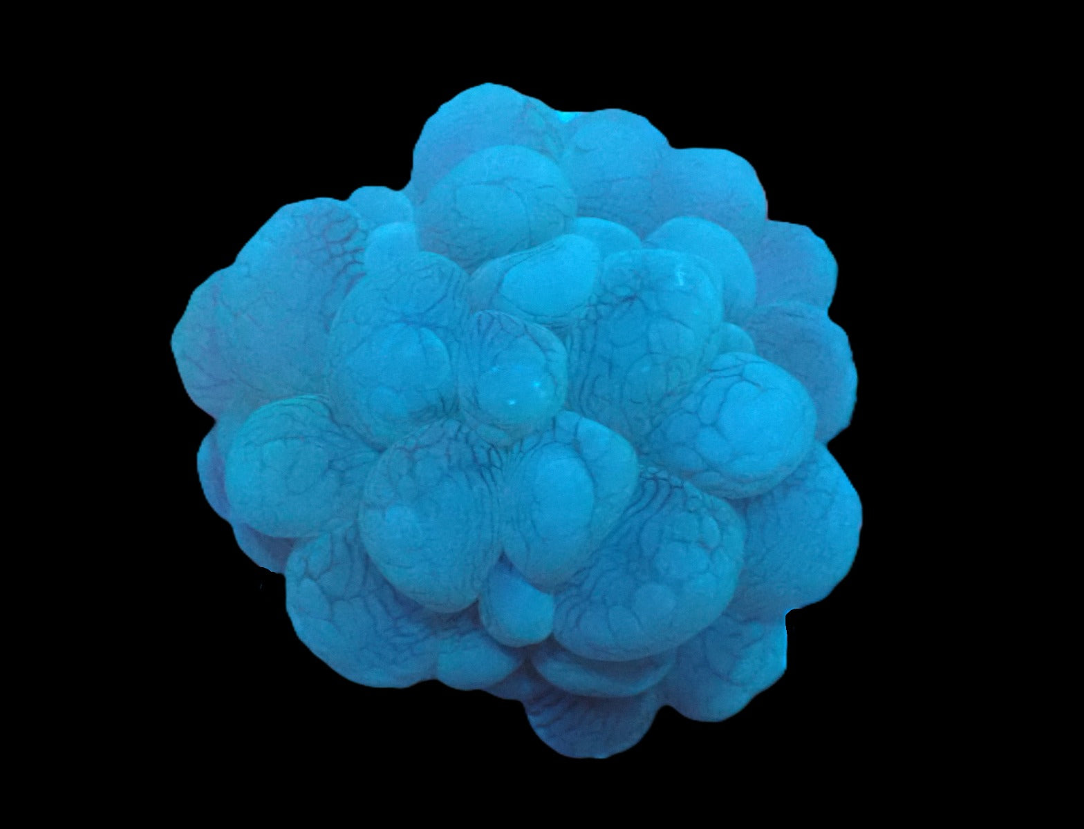 Plerogyra sinuosa (frag)