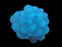 Plerogyra sinuosa (frag)
