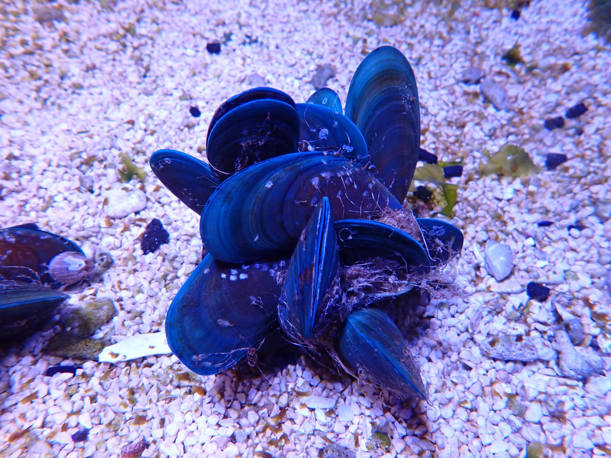 Perna viridis (Cluster)