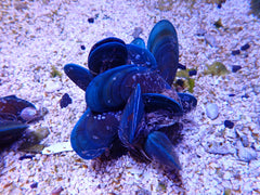 Perna viridis (Cluster)
