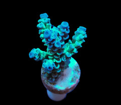Acropora tenuis (Grade A) (frag)