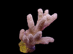 Sinularia mollis
