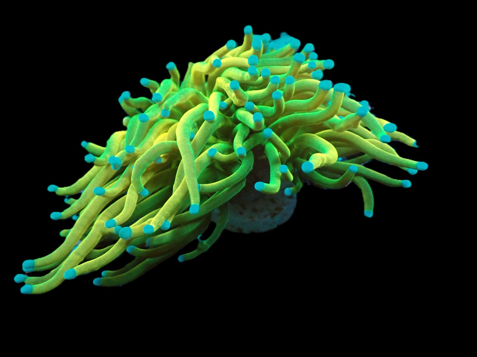 Euphyllia glabrescens (Rapunzel Holy Grail) (1 hd.)