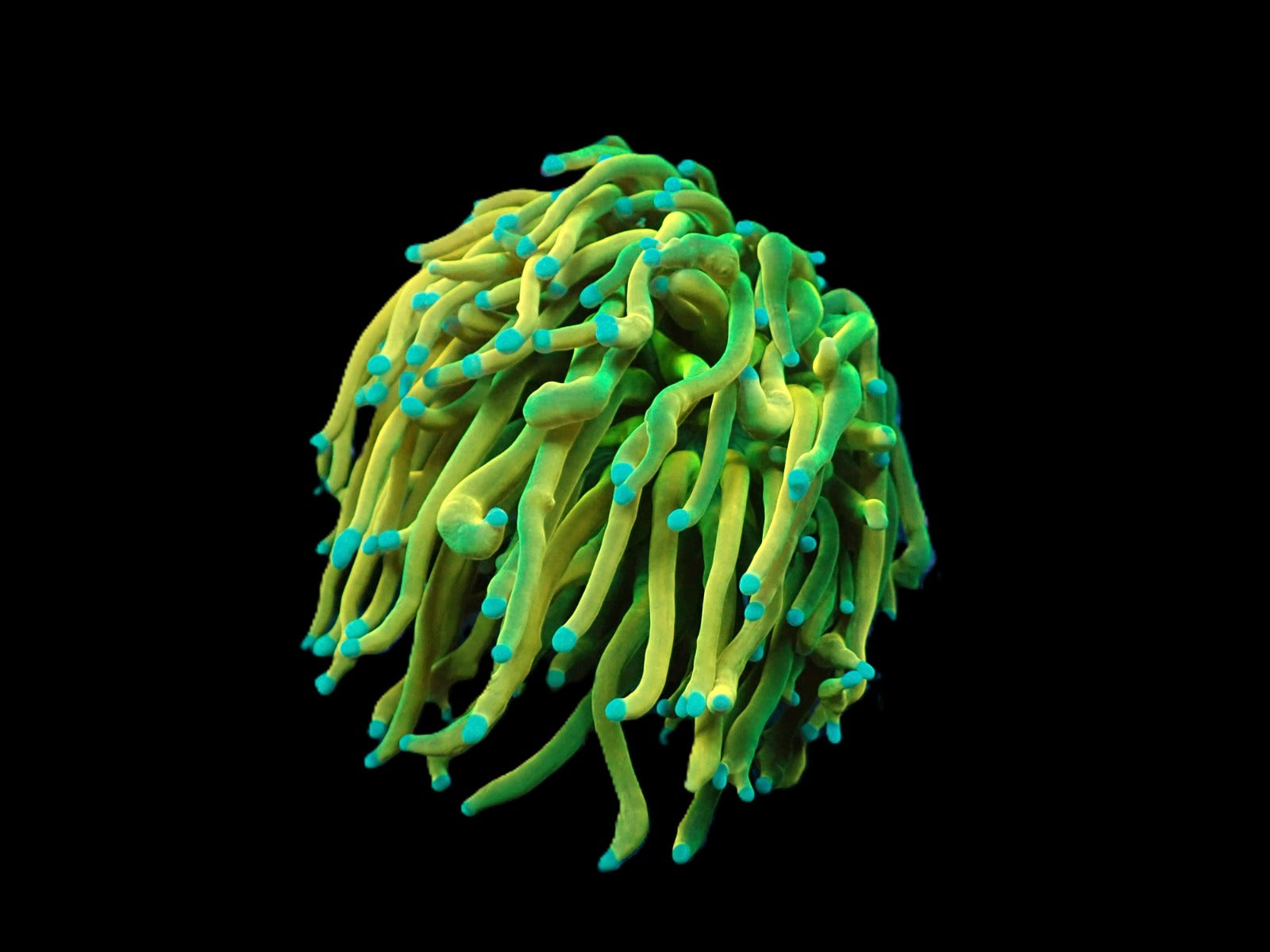Euphyllia glabrescens (Rapunzel Holy Grail) (1 hd.)