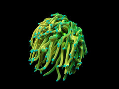 Euphyllia glabrescens (Rapunzel Holy Grail) (1 hd.)