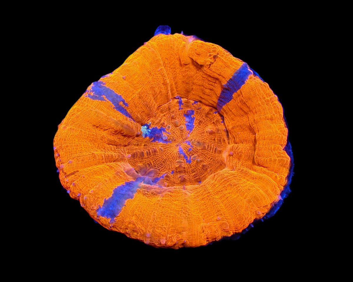 Scolymia australis (Superman)