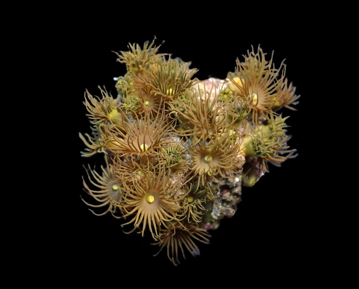 Parazoanthus gracilis (Yellow) (frag)