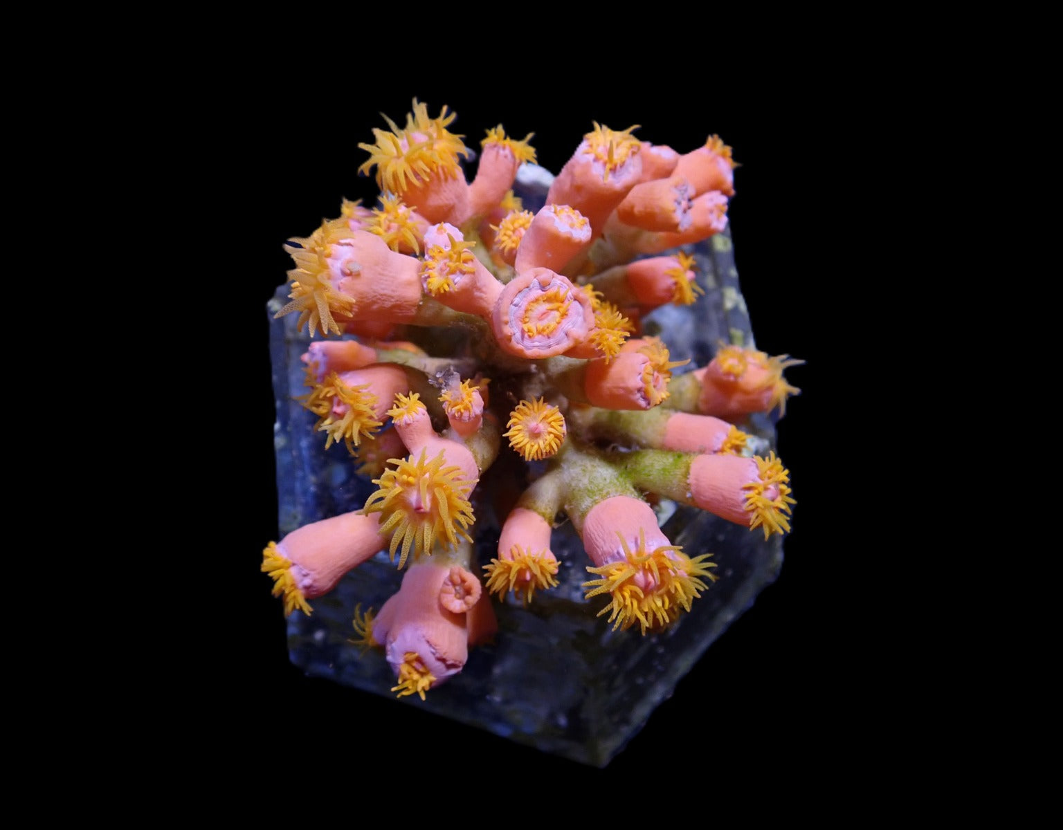 Dendrophyllia spp. (+/- 20 polyps)