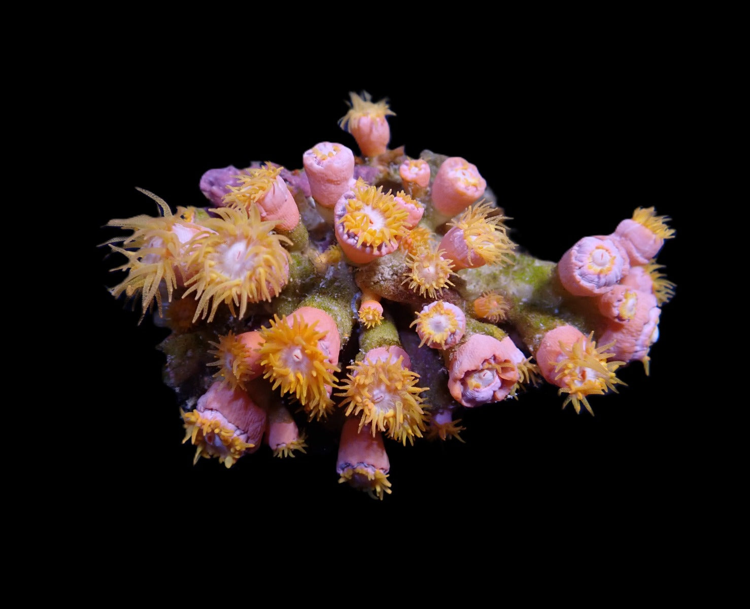 Dendrophyllia spp. (+/- 20 polyps)