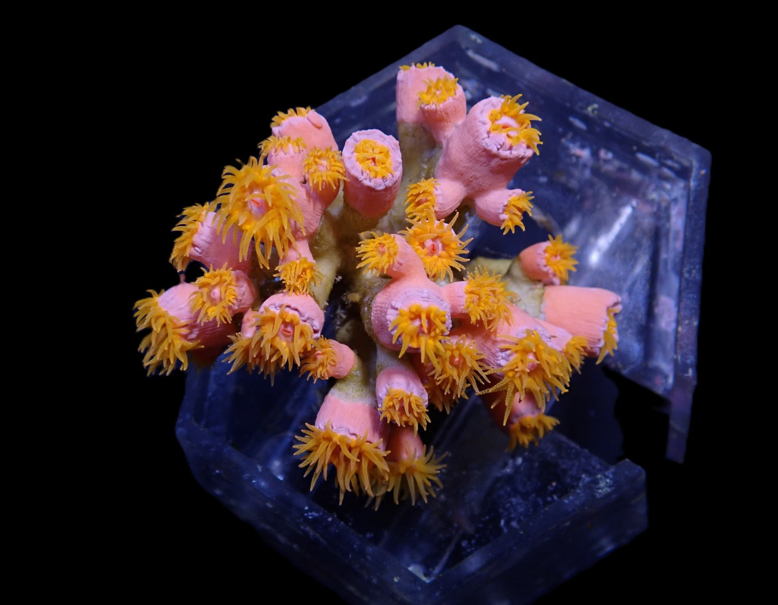 Dendrophyllia spp. (+/- 15-19 polyps)