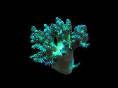 Capnella spp. (Jakarta)